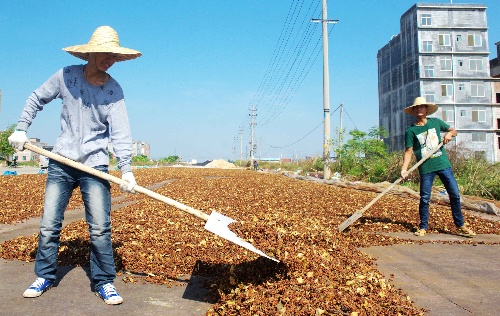 (5)广西玉林:特色农业鼓起农民钱袋子
