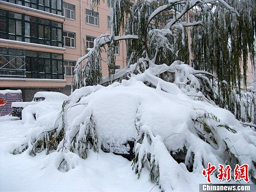 图为积雪压断树枝，直接砸向树下停放的轿车。中新社发 谭地 摄