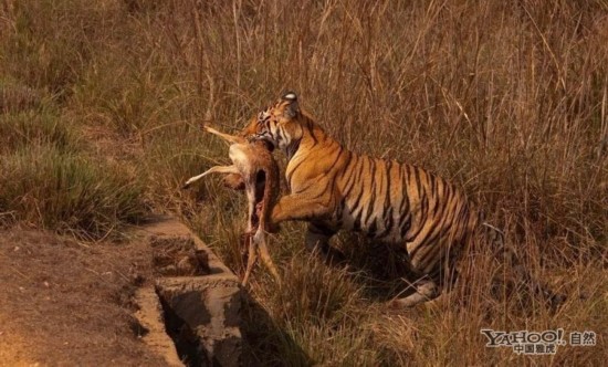 【组图】野生老虎捕猎的精彩瞬间