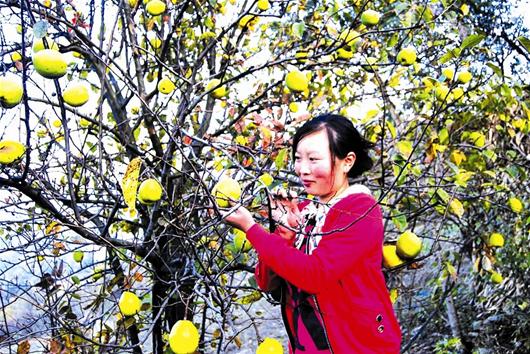 图文:谷城县5000多亩木瓜树挂果