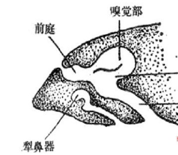 人体这些器官没用可割掉!(组图)