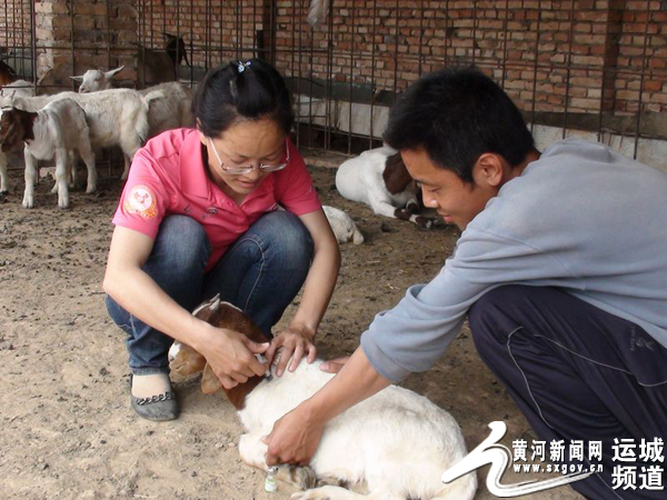 马慧娟在给自己养殖的羊注射疫苗资料图片