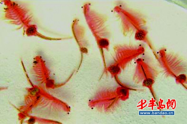小小仙女虾也能保护湿地(图)