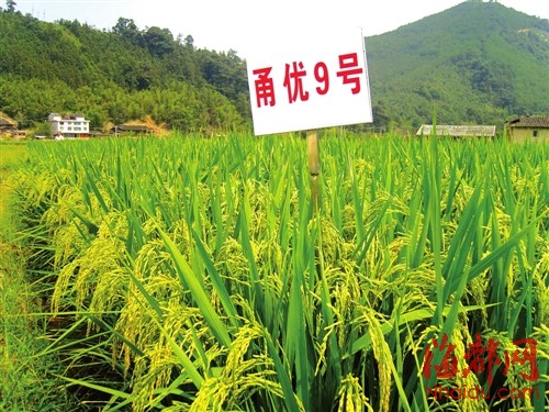 闽侯大湖"甬优9号"种植基地