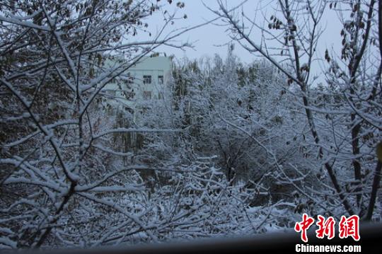 新疆多地迎来今冬首场降雪。肖海燕 刘青摄