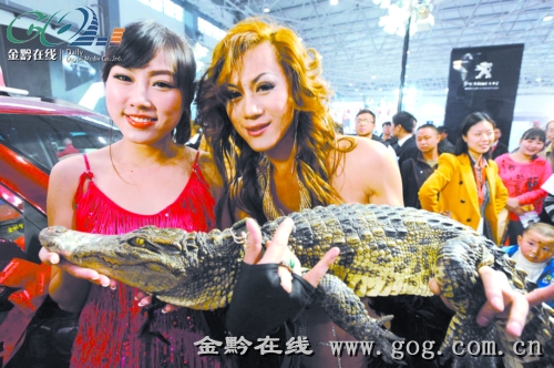 美女与鳄鱼(图)