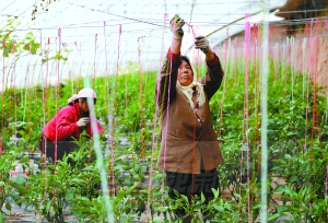 11月9日,金农种植专业合作社的种植工田小平(右)在用绳子固定辣椒苗.