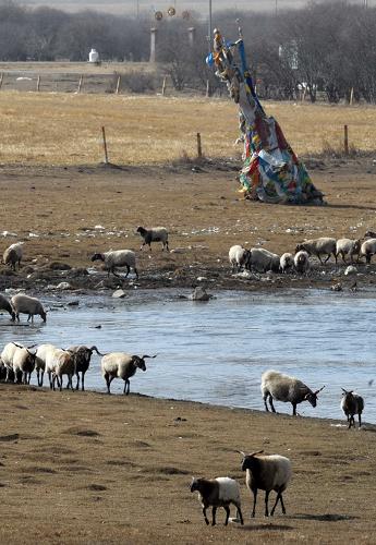 羊群在甘南州夏河县桑科草原湿地上饮水（11月9日摄）。新华社记者 聂建江 摄
