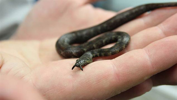 在美国史密森国家动物园出生的,其中一只鼻部带有触须的小蛇.
