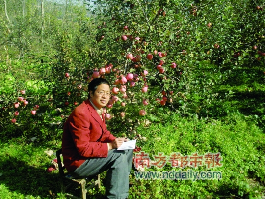 曾经的旱厕生意失败后,陈向阳转而在甘肃天水试验不用化肥,只用尿水浇灌苹果树,种出的苹果广受赞誉。 受访者供图