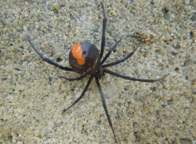 西日本等23个地区发现澳洲毒蜘蛛 范围正扩大(图)-搜狐滚动