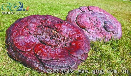 36斤夫妻灵芝藏家低百万不出售(图)
