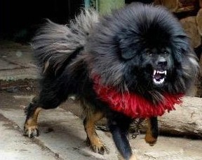 鬼獒魔王 高清图片