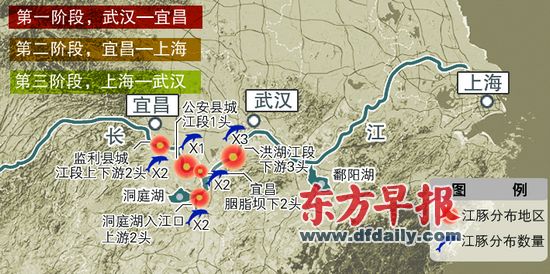 11月16日,湖北石首市天鹅洲自然保护区内,网箱养殖的江豚正在享用午餐