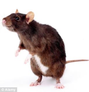 "超级鼠"入侵英国小镇,普通鼠药对这些老鼠无效.