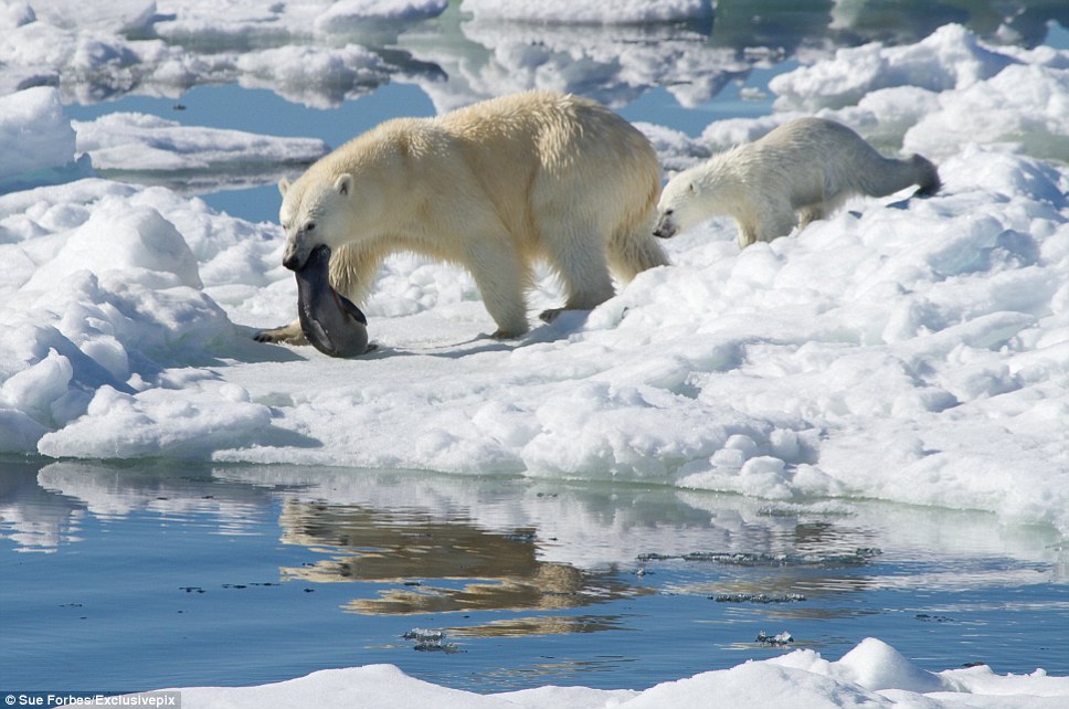 北极熊另一面:凶残捕食海豹哺育幼崽
