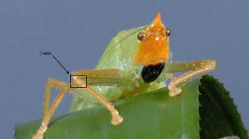 科学家在昆虫腿上发现能探测超声波的耳朵-
