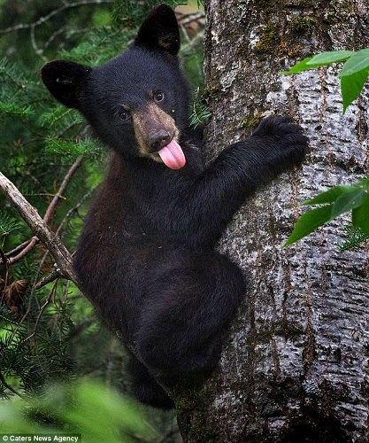 淘气的小熊在树上朝摄影师吐舌头“做鬼脸”