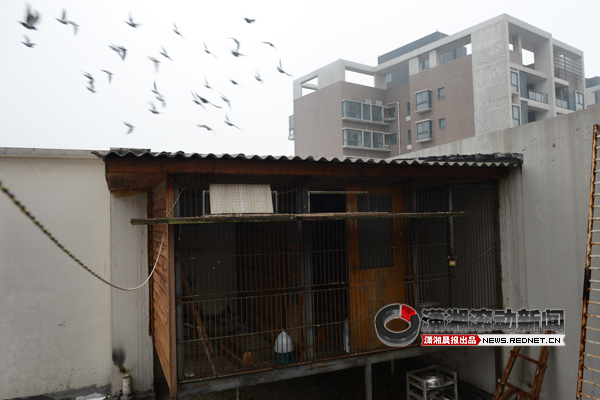 该小区7栋18楼住户在楼顶搭建2间鸽棚喂养鸽子,影响了本栋不少业主的