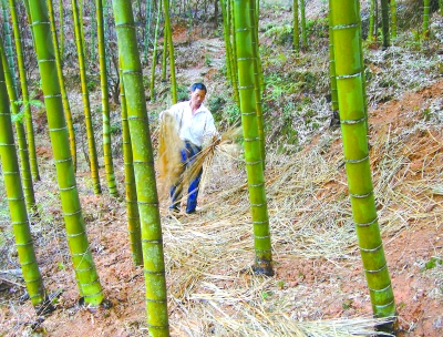 為進步毛竹孕育冬筍質量，連城縣姑田鎮廣闊竹農增強了對毛竹林的春季治理。圖為：近日，該鎮一計生戶竹農將收割晚稻后的稻草挑到竹山上，掩蓋竹林表土保濕保溫。