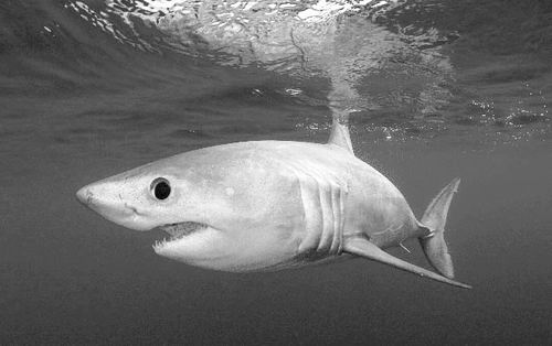 大西洋鲭鲨因为它们的鳍而遭到捕杀,其种群数量需要数十年才能够恢复.
