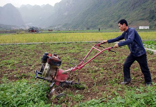 11月22日,广西河池市天峨县那日村农民索文龙在耙田种植冬菜.