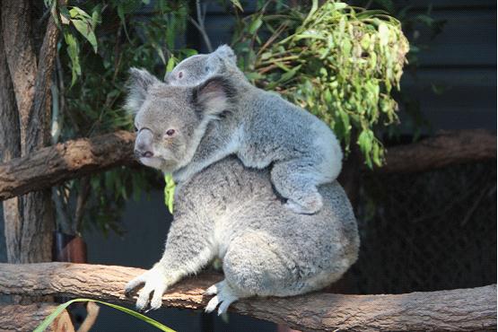 澳大利亚留学体验:参观布里斯班野生动物园-搜