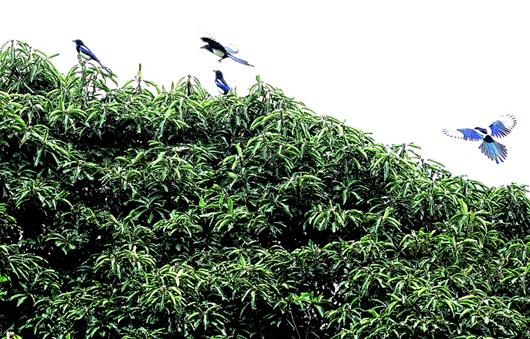 湖北日报讯 图为：楠木林中没有其他树种，与周边的树木有着明显的界限。
