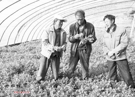 甘州区长安乡干部与农民交流芹菜种植技术(图
