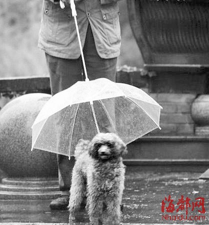 狗狗专用伞好有爱(图)