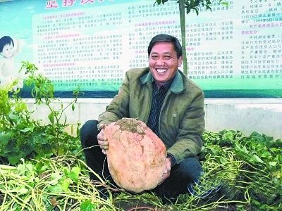 襄阳"红薯王"单个最重33斤 被命名为"雷薯七号"(图)