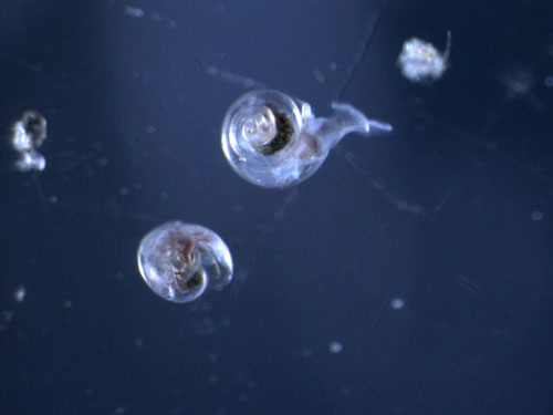 海洋酸化导致南冰洋贝壳生物外壳开始溶解/图