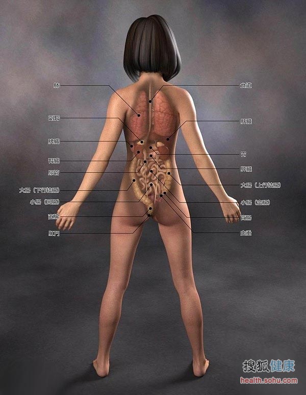 日本3d医学人体解剖图
