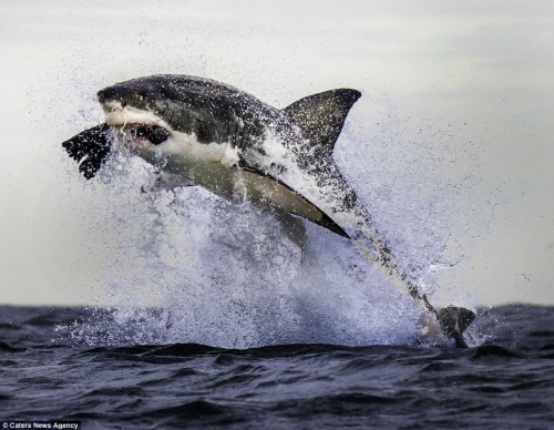 大白鲨跃出海面，凌空捕猎“海豹”。