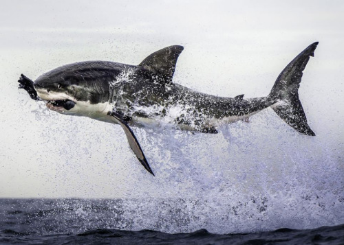 大白鲨跃出海面后，空中溅起水滴。