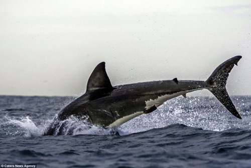 大白鲨最终将“海豹”带入大海内。