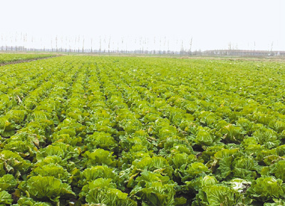图为青岛超银学校农场里种植的大白菜。