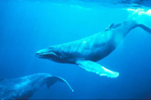 生物学家发现蓝鲸捕食前会快速旋转跳芭蕾