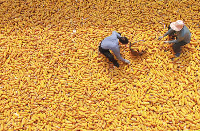 中国粮食产量实现九连增 为世界树中国标杆