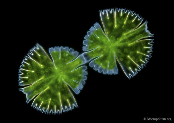 绿藻,这个门已经是真核生物,已可算作植物之列,这其中有单细胞的