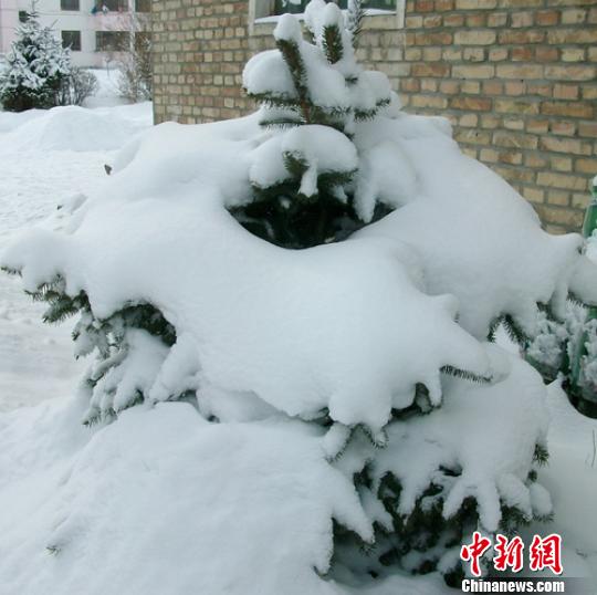 小松树被积雪覆盖。刘小华摄