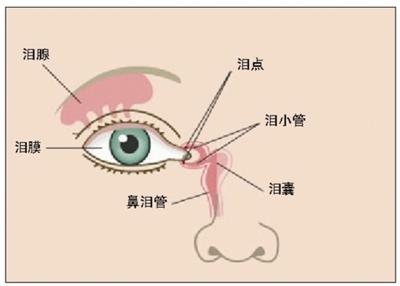 泪腺,泪膜示意图