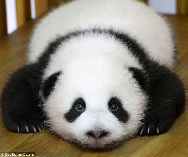 这是一只生活在中国成都熊猫基地的大熊猫幼崽