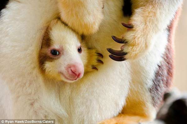 超可爱!世界最濒危动物宝宝照片秀