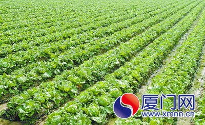 三秀山蔬菜专业合作社基地.