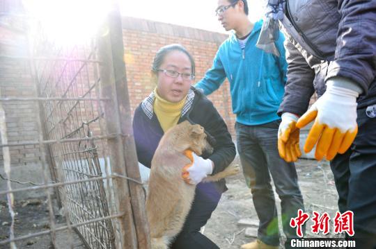 志愿者将狗从笼子里救出。韦亮摄
