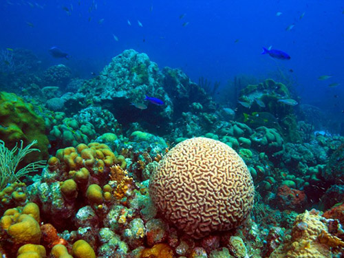 消失的加勒比珊瑚礁(组图)