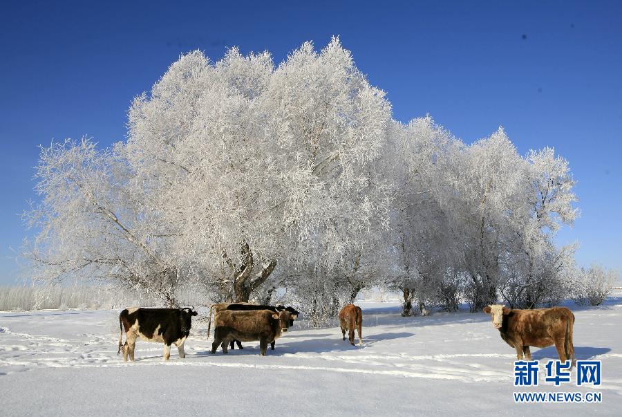 这是12月6日在新疆阿勒泰市阿拉哈克乡拍摄的雾凇景观.