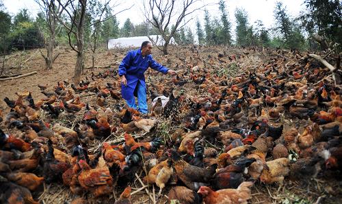 广西融安:林下养鸡撑起农民增收一片天(组图)
