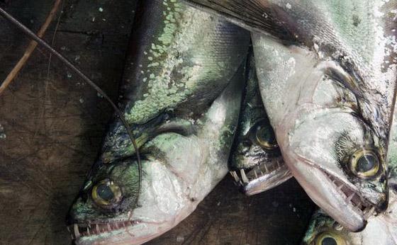 世界上13种最可怕的淡水动物公布 吸血鬼鱼上
